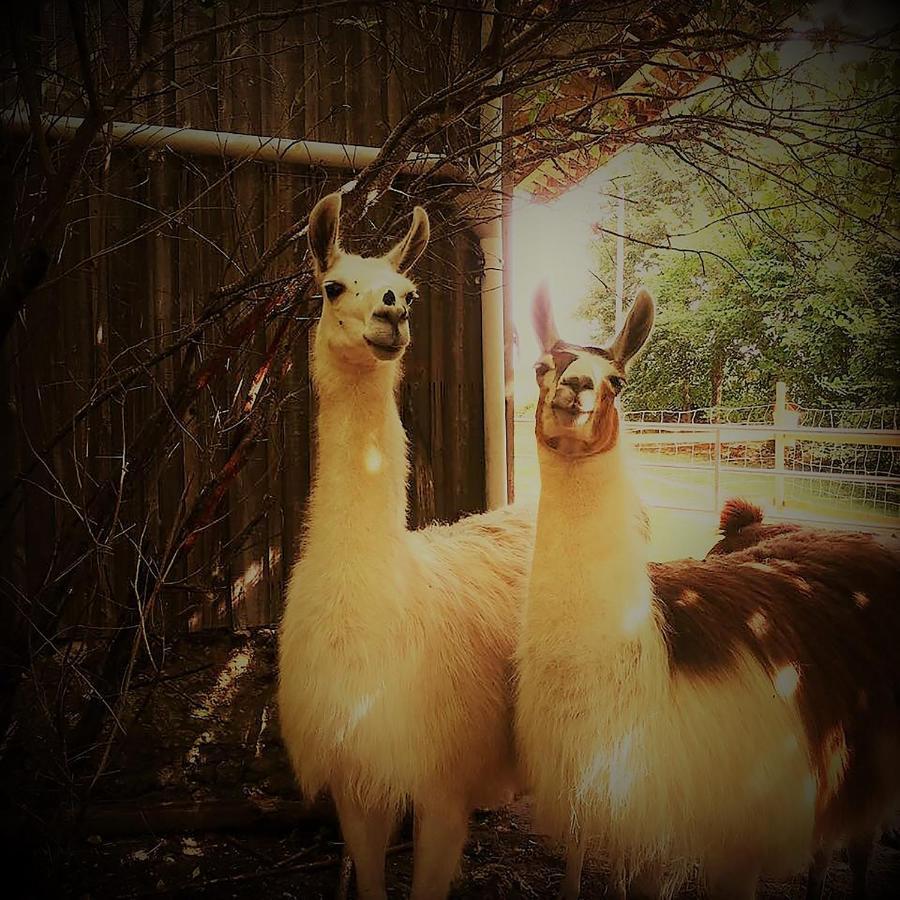 The Llama Farm France Saint-Cyr-Les-Champagnes Exterior photo