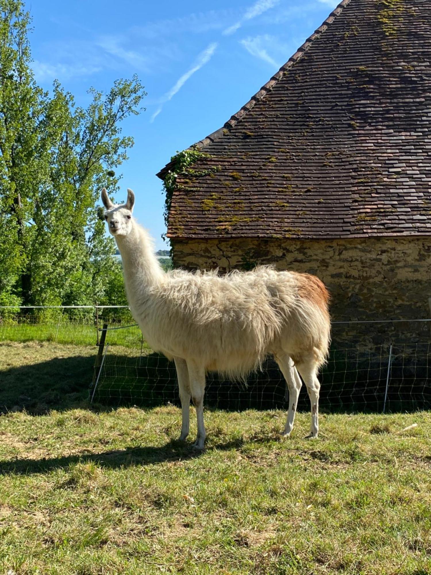 The Llama Farm France Saint-Cyr-Les-Champagnes Exterior photo