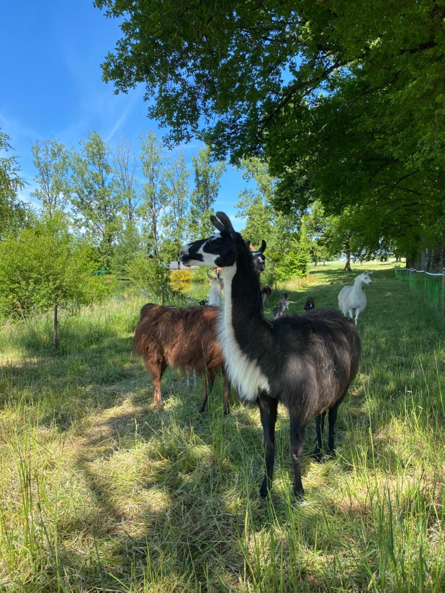 The Llama Farm France Saint-Cyr-Les-Champagnes Exterior photo